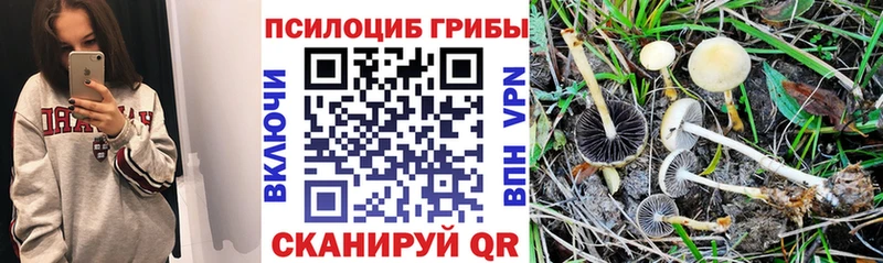 кракен сайт  Тамбов  Псилоцибиновые грибы Psilocybe 