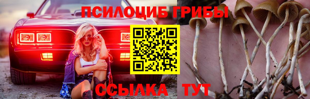 Псилоцибиновые грибы Cubensis  наркошоп  Тамбов  Вход с VPN 